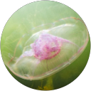 Lauren Toews Lauren Toews